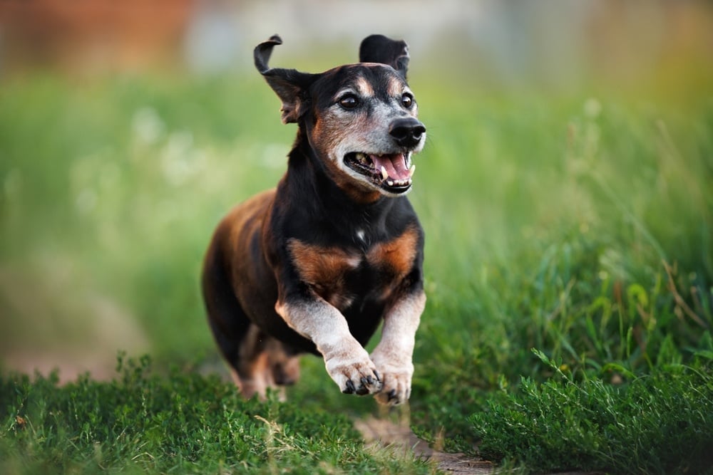 Älterer Hund läuft im Feld